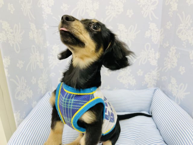 ミニチュアダックス