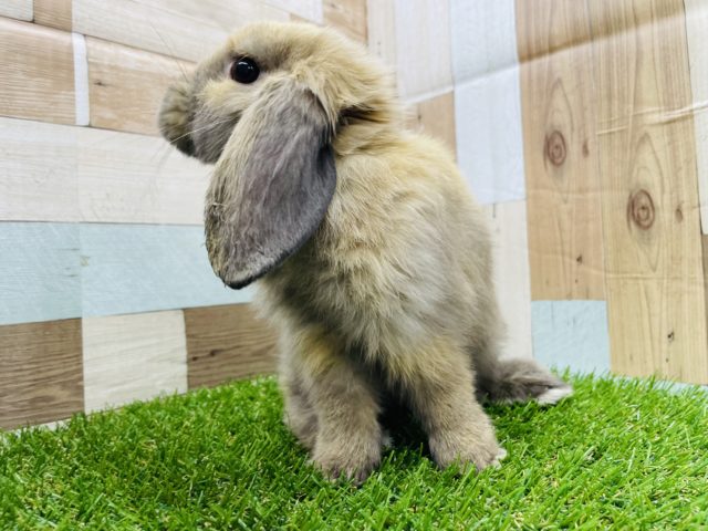 ホーランドロップ