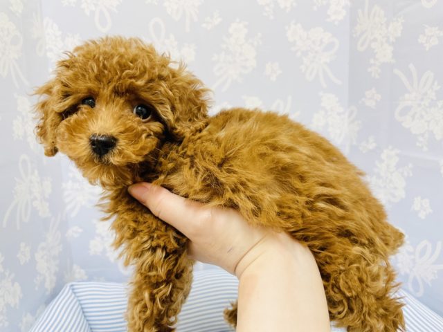 トイプードル
