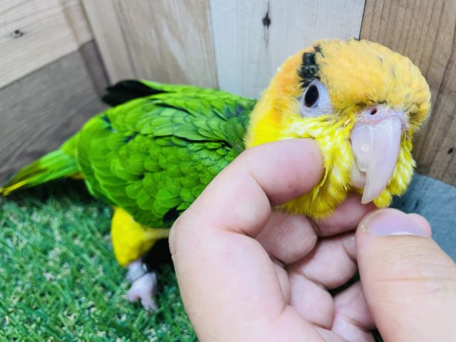 シロハラインコ