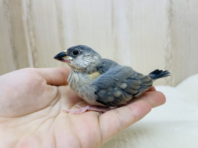 ご飯タイムはかかせない♪ 桜文鳥さん! 桜文鳥