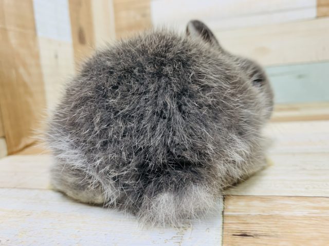 ネザーランドドワーフ