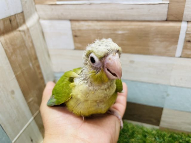 ホオミドリウロコインコ