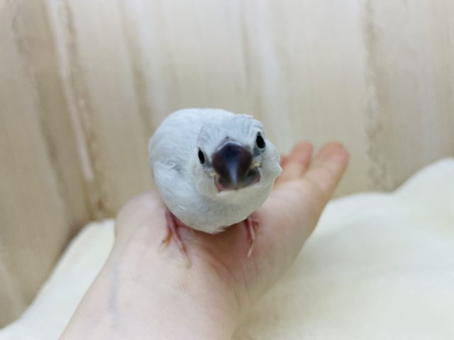 シルバー文鳥