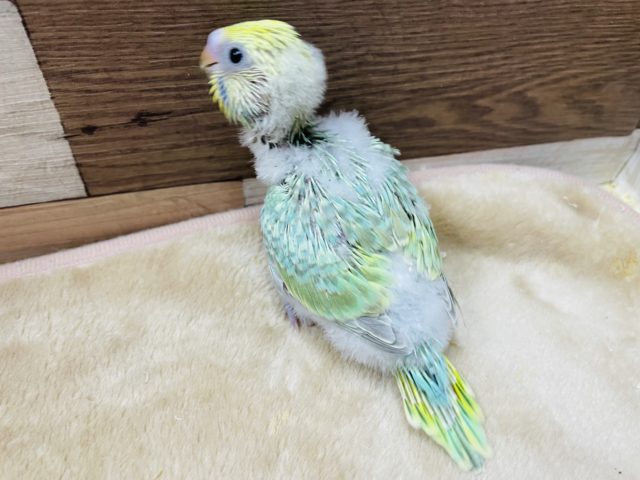 セキセイインコ