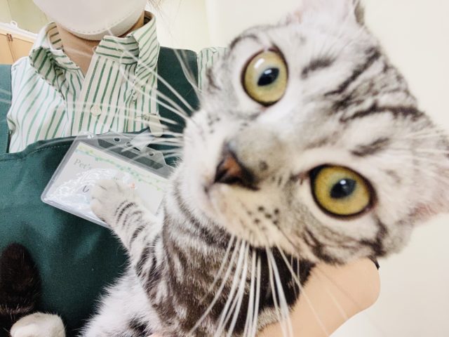 アメリカンショートヘア