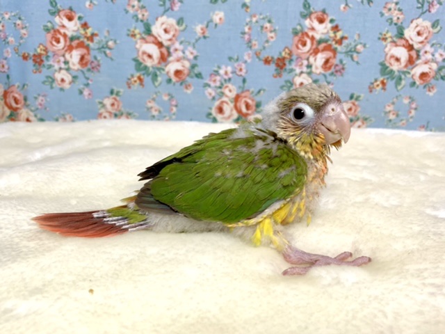 アカオウロコインコ
