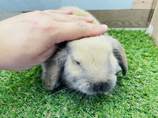 ホーランドロップ