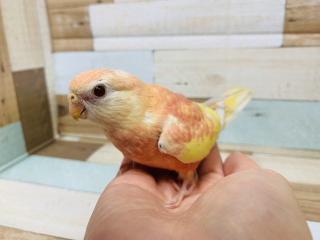 アキクサインコ（秋草インコ）