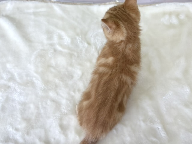 スコティッシュフォールド