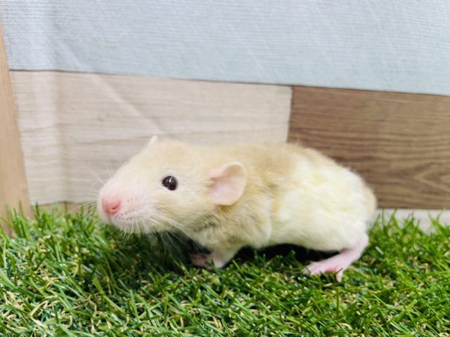 ファンシーラット