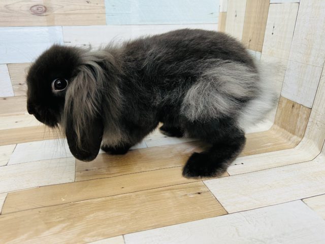 ロップイヤーラビット
