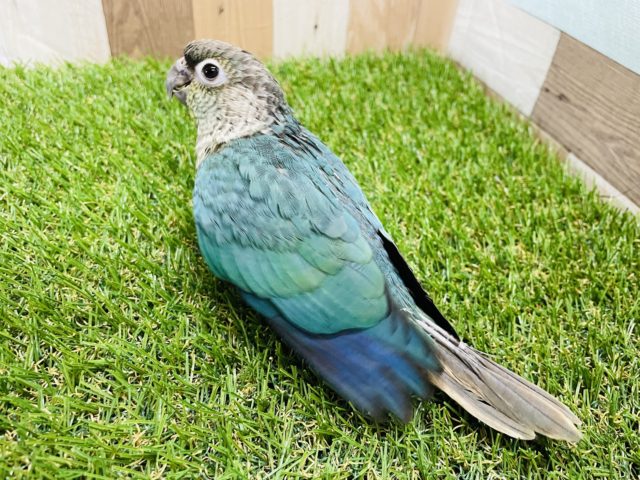 ホオミドリウロコインコ