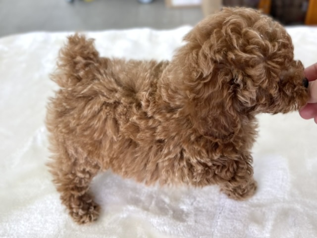 トイプードル
