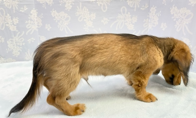 ミニチュアダックス