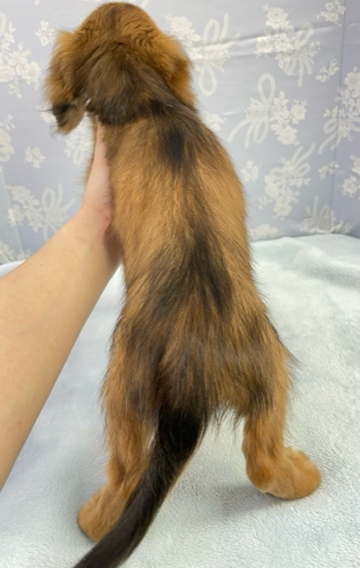 ミニチュアダックス