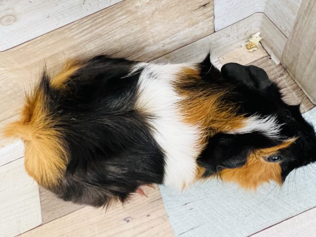 アビシニアンモルモット