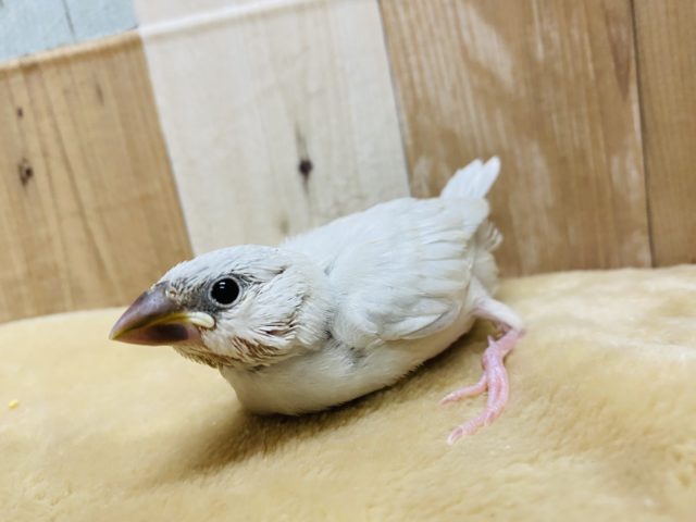 シルバー文鳥