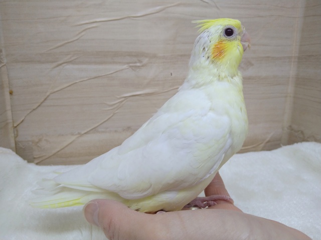 オカメインコ