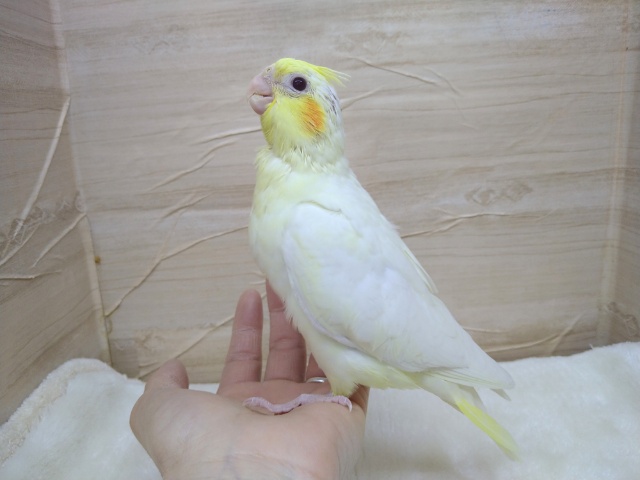 オカメインコ