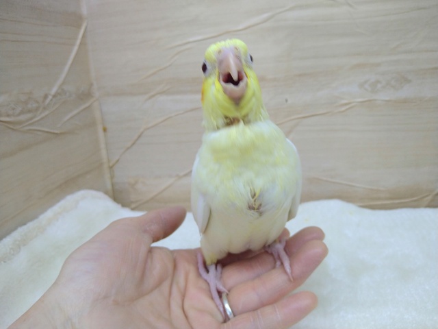 オカメインコ
