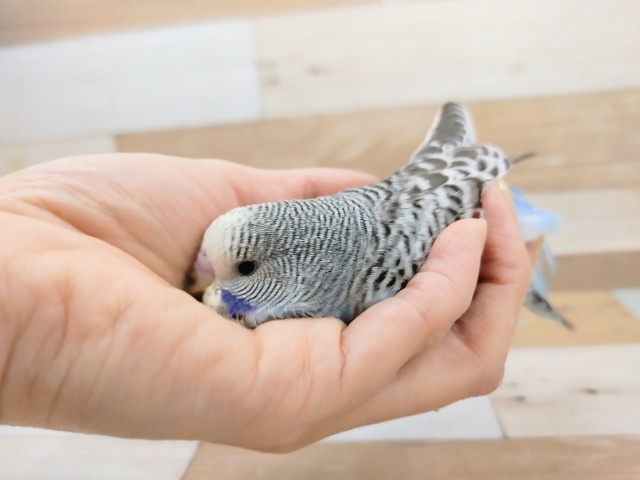 ジャンボセキセイインコ