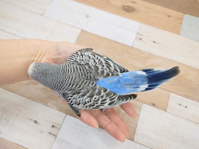 ジャンボセキセイインコ