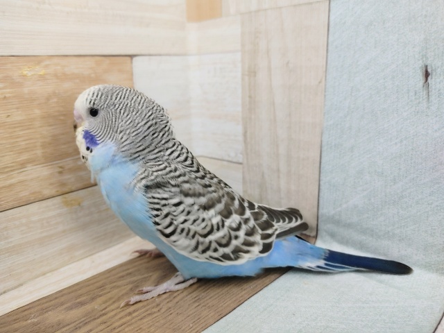 ジャンボセキセイインコ