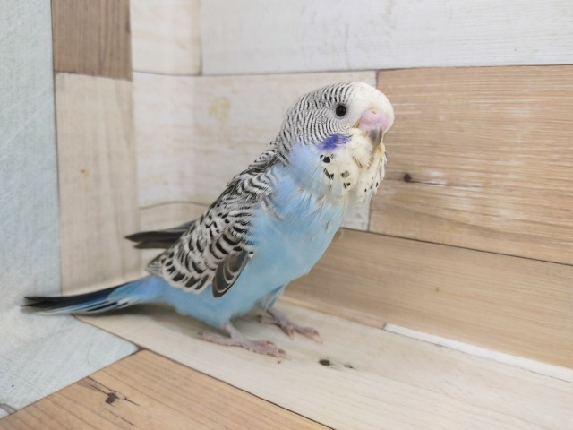 ジャンボセキセイインコ