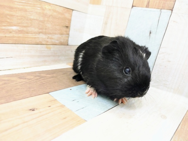 イングリッシュモルモット