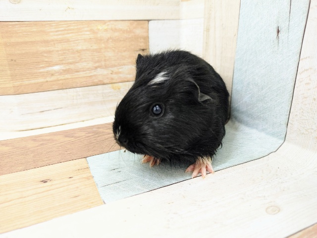 イングリッシュモルモット