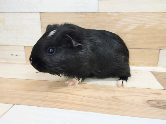 イングリッシュモルモット