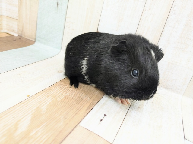 イングリッシュモルモット