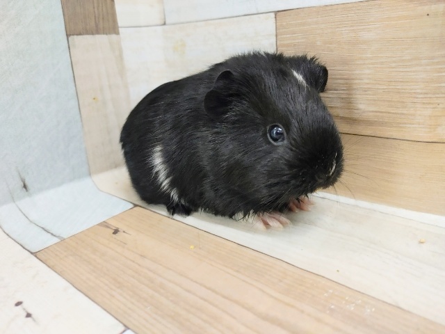 イングリッシュモルモット