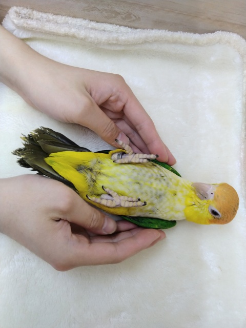 シロハラインコ