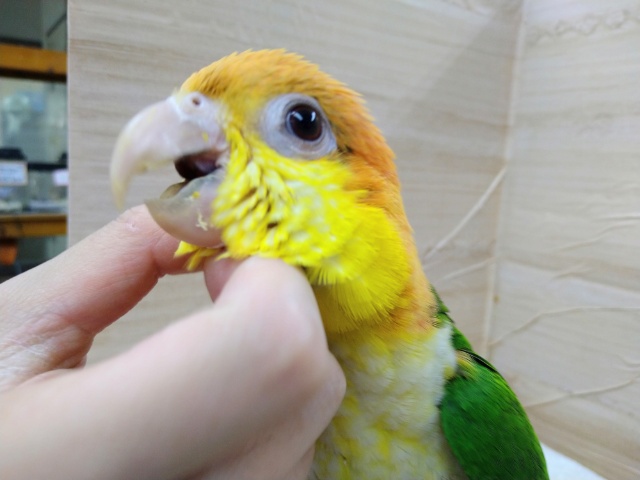 シロハラインコ