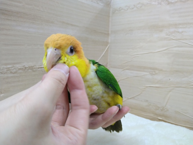 シロハラインコ