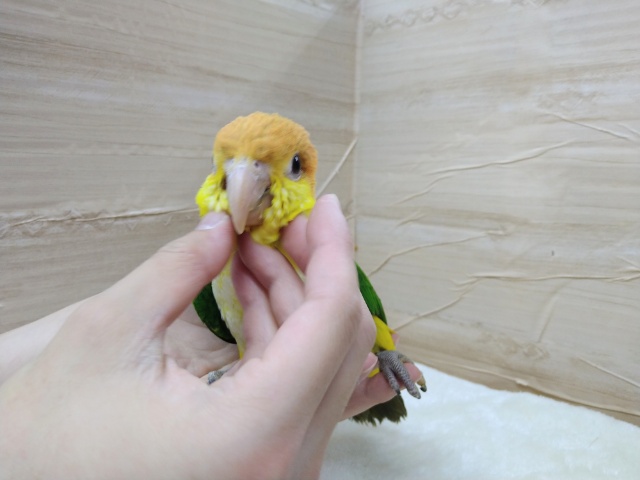 シロハラインコ