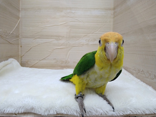 シロハラインコ
