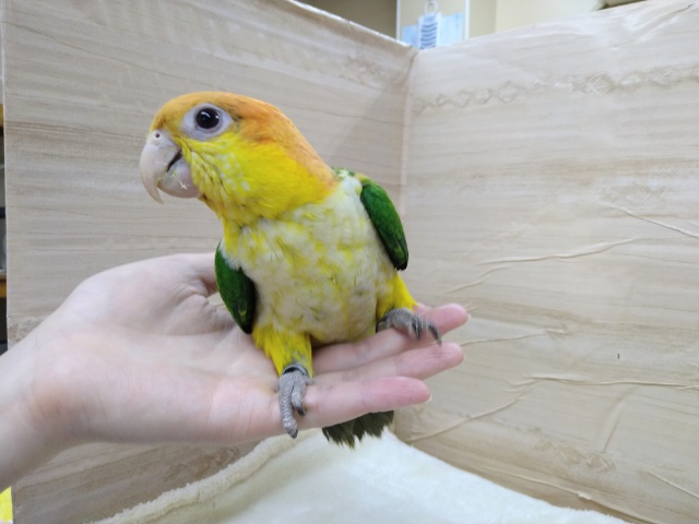 シロハラインコ