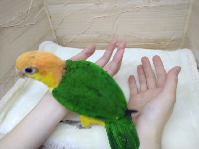 シロハラインコ