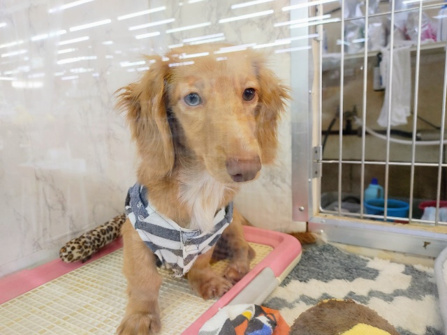 ミニチュアダックス