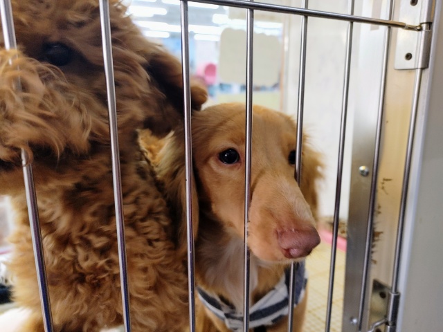 ミニチュアダックス