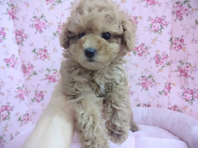 トイプードル