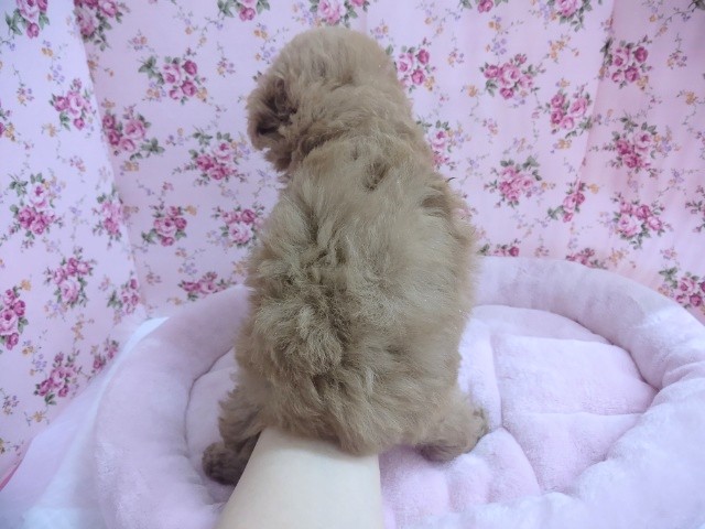 可愛すぎ♡トイプードル(レッド) 女の子♪ トイプードル