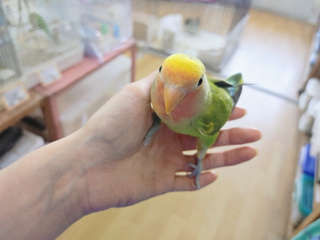 コザクラインコ（小桜インコ）