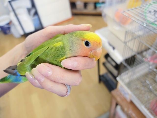 コザクラインコ（小桜インコ）