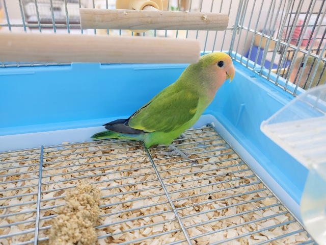 コザクラインコ（小桜インコ）