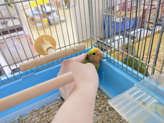 コザクラインコ（小桜インコ）