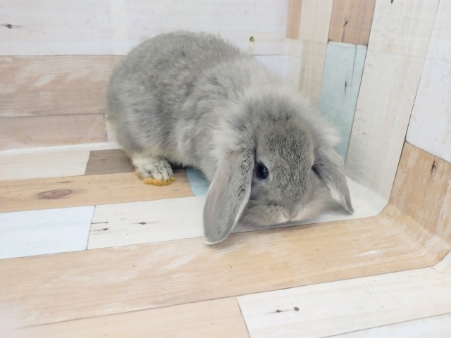 ロップイヤーラビット